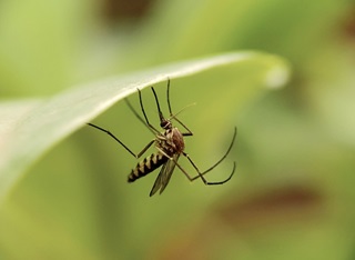 idées reçues sur les moustiques