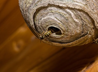 nid d'insectes ou d'animaux dans une citerne de gaz